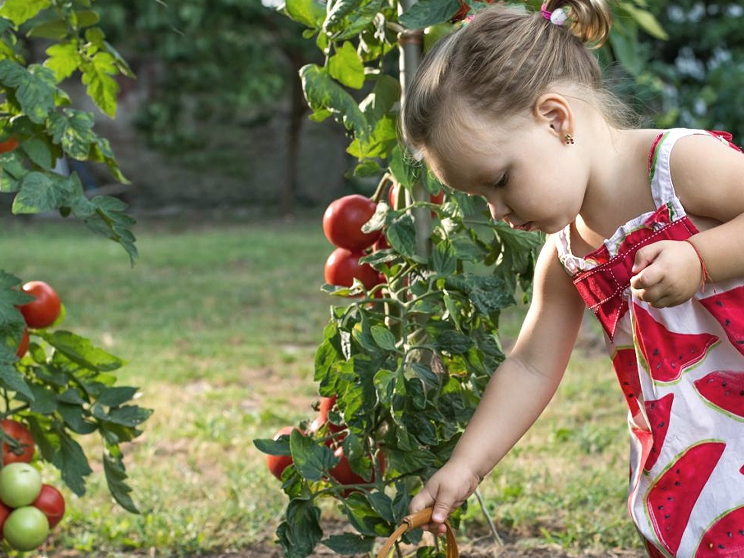 Tomatenpflanzen richtig düngen Liebe Deinen Garten